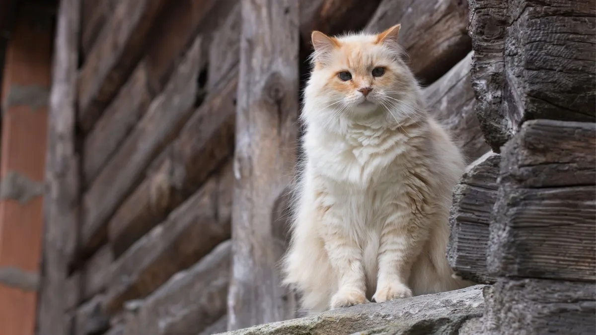 Union Park Veterinary Hospital