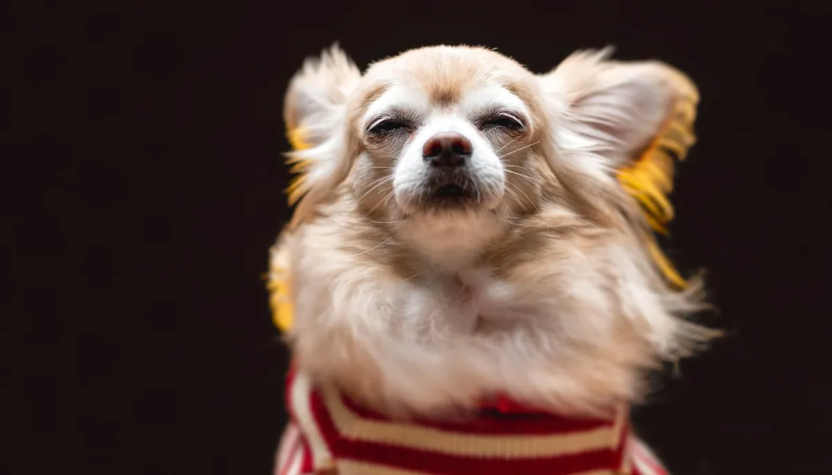 North Hills Animal Hospital