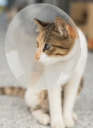 Simi Valley Non-Profit Spay & Neuter Clinic