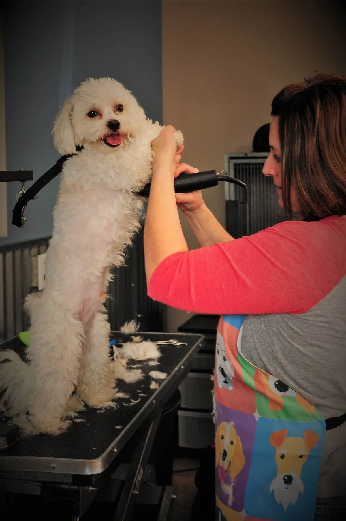 Elite Paws Pet Resort