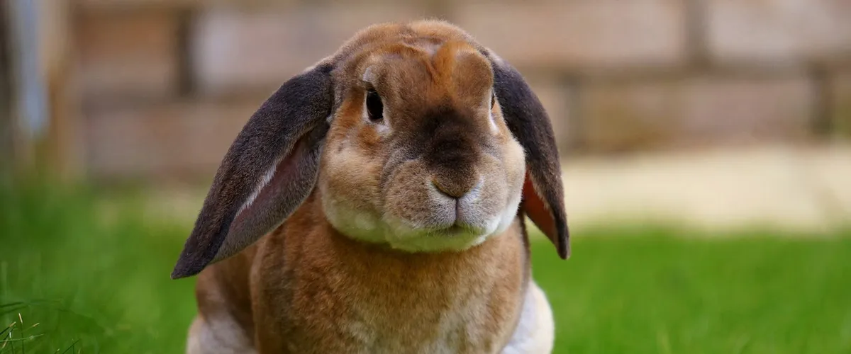 Orchard Veterinary Medical Center