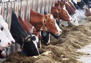 Tierarztpraxis Albersdorf