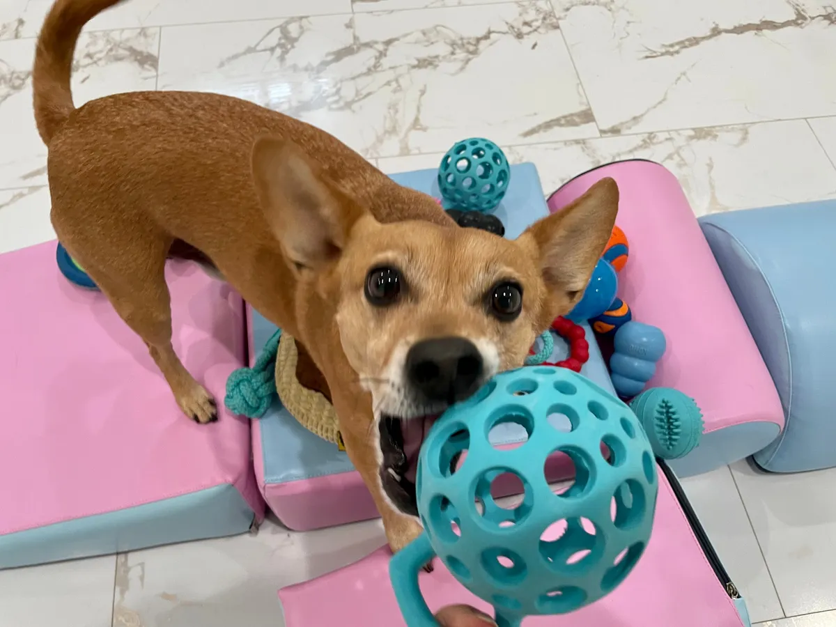 Wiggly World Pet Hotel & Lounge