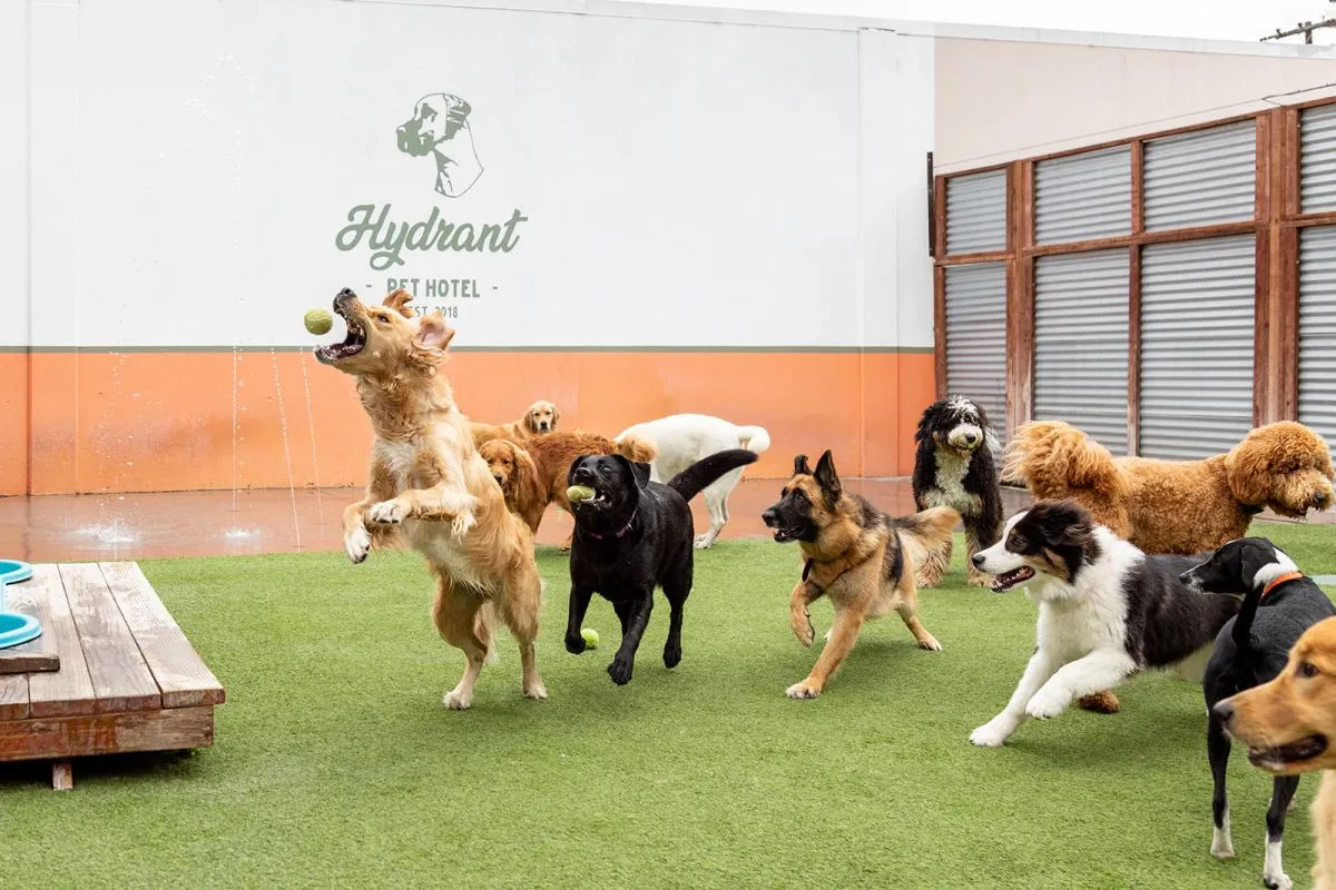 Hydrant Pet Hotel
