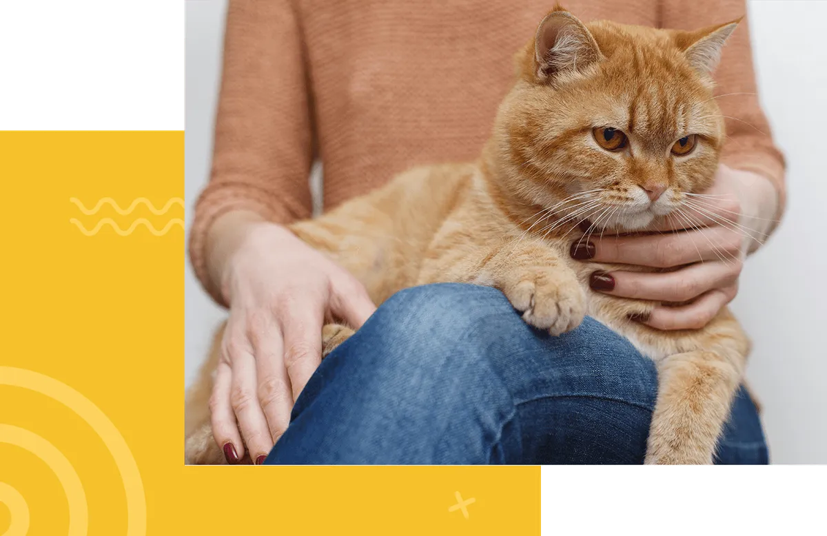 Colonial Animal Hospital