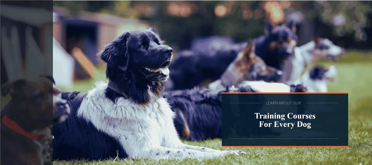 Off Leash K9 Training Maryland