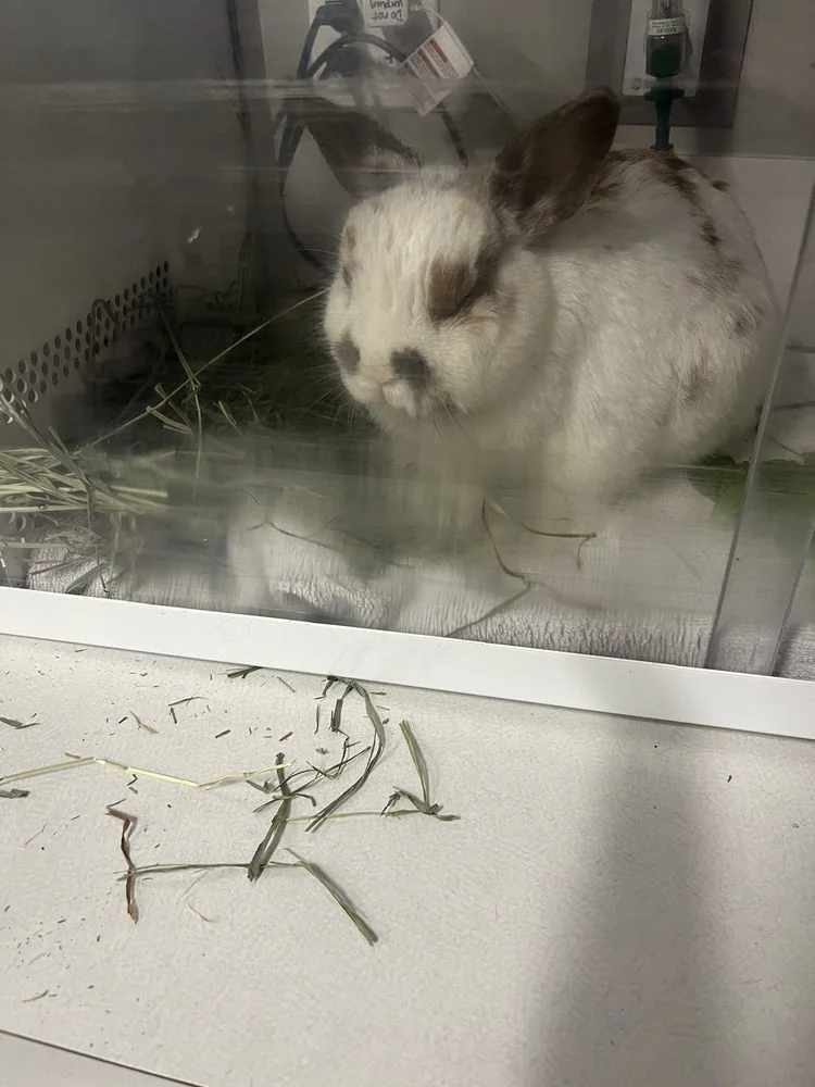 Texas Avian & Exotic Hospital