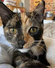 Ruxton Animal Hospital