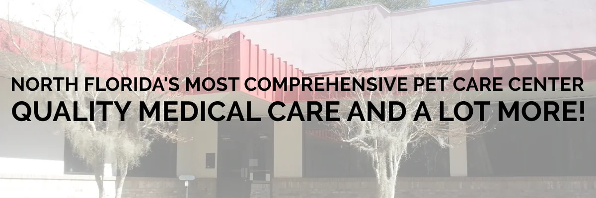 At Home Veterinary Care