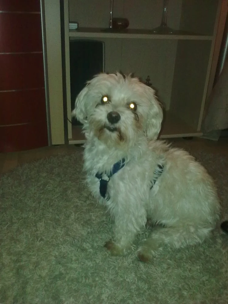 Tierarztpraxis C. S. Lewandowski Klug