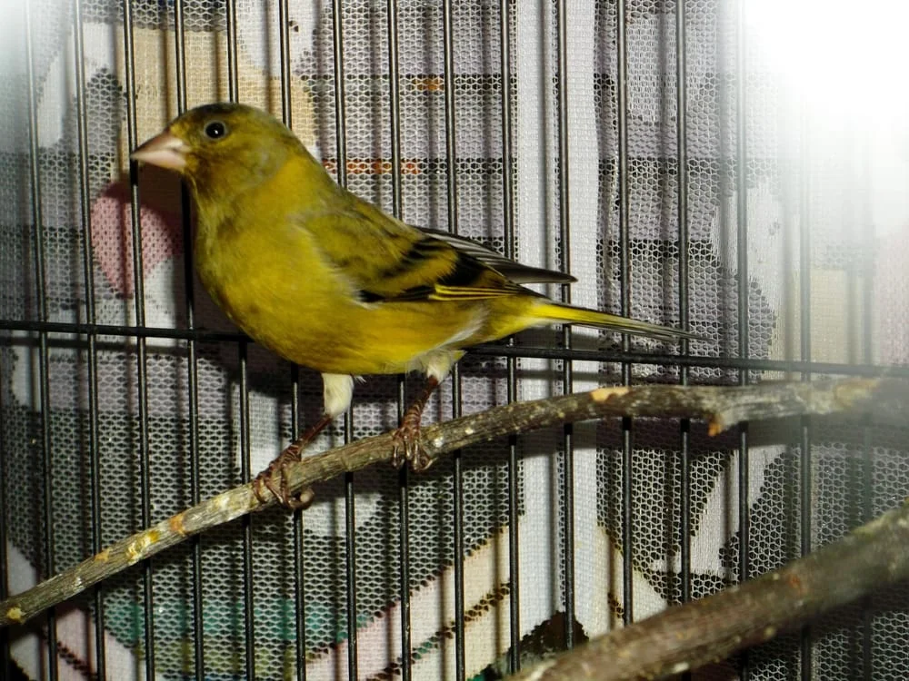 Vogelpraxis Dr. med. vet. Sonja Kling