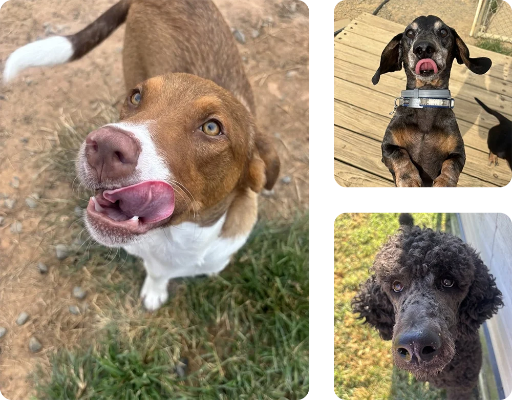 Kamp K9 Pet Resort and Spa