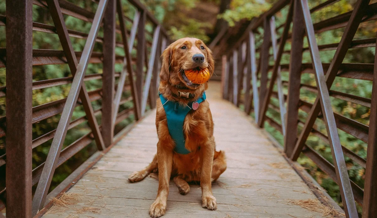 Westbrook Veterinary Hospital