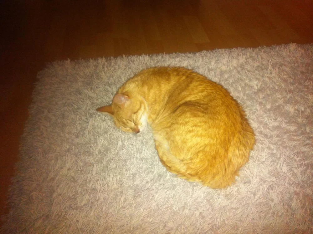 Kleintierpraxis von Plettenberg