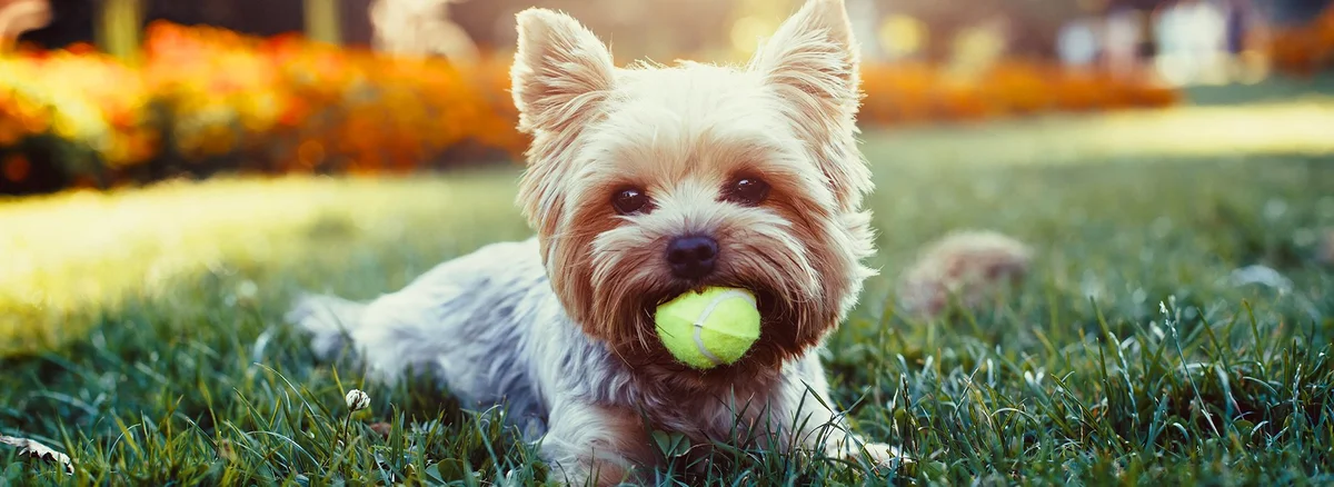 Linsmoor Boarding and Grooming