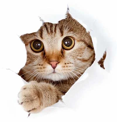 Creekside Veterinary Clinic