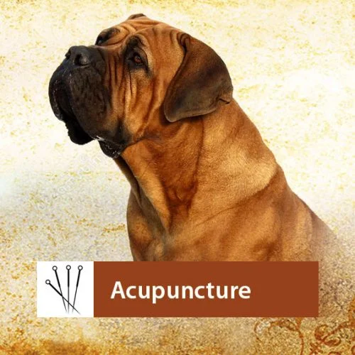 Phoenix Rising Integrative Veterinary Care