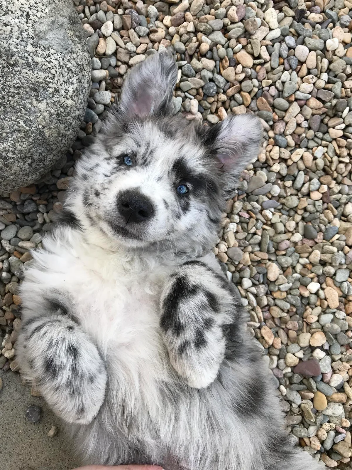 Turquoise Animal Hospital