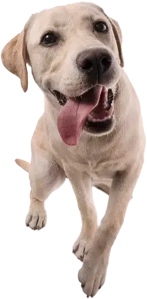 Orchard Veterinary Hospital