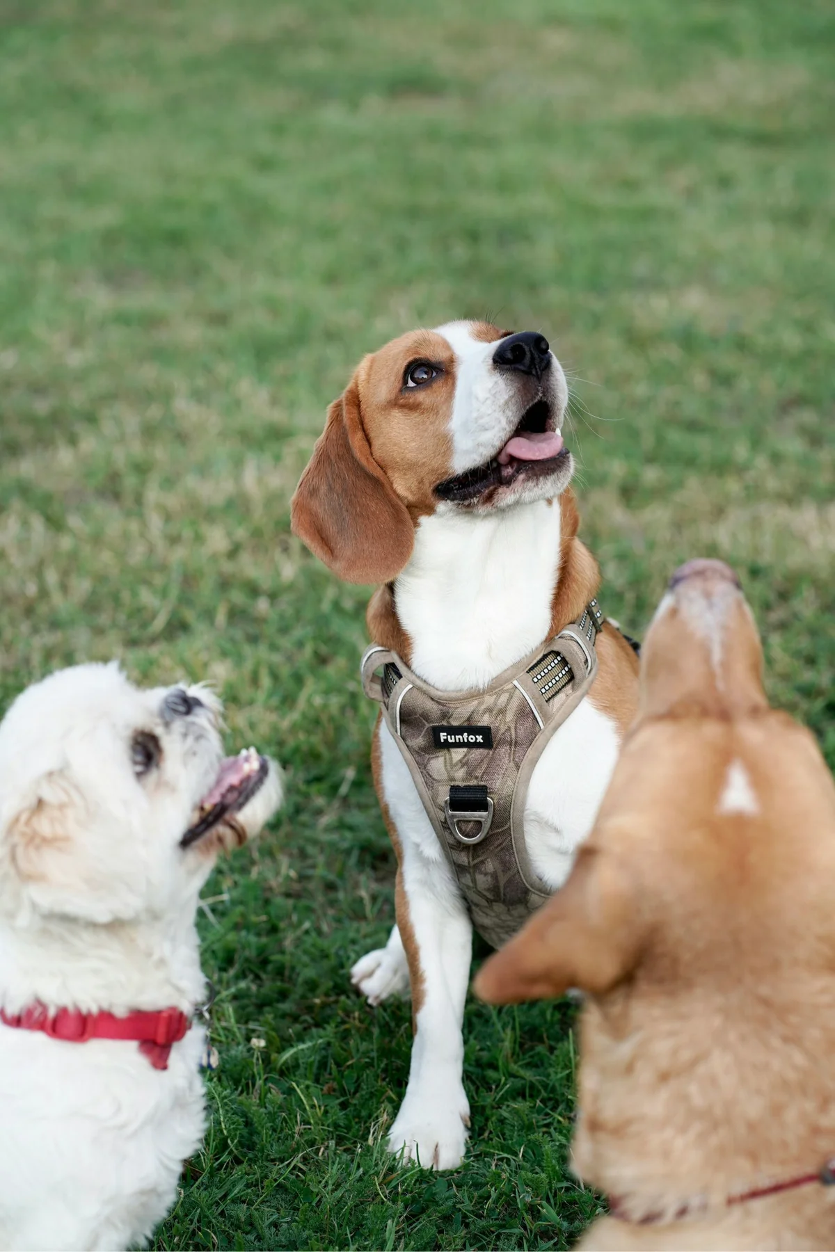 Animal Medical Center