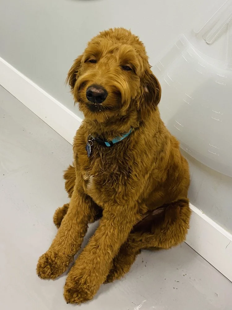 Delray Beach Animal Hospital