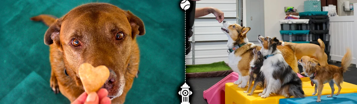 Arfordable Dog Training