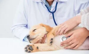 The Animal House Pet Clinic