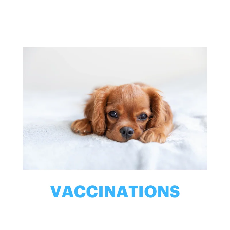 Vogue Vets & Wellness Centre