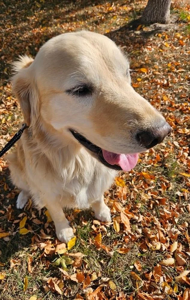 Peace of Mind Paws Pet and Home Sitting