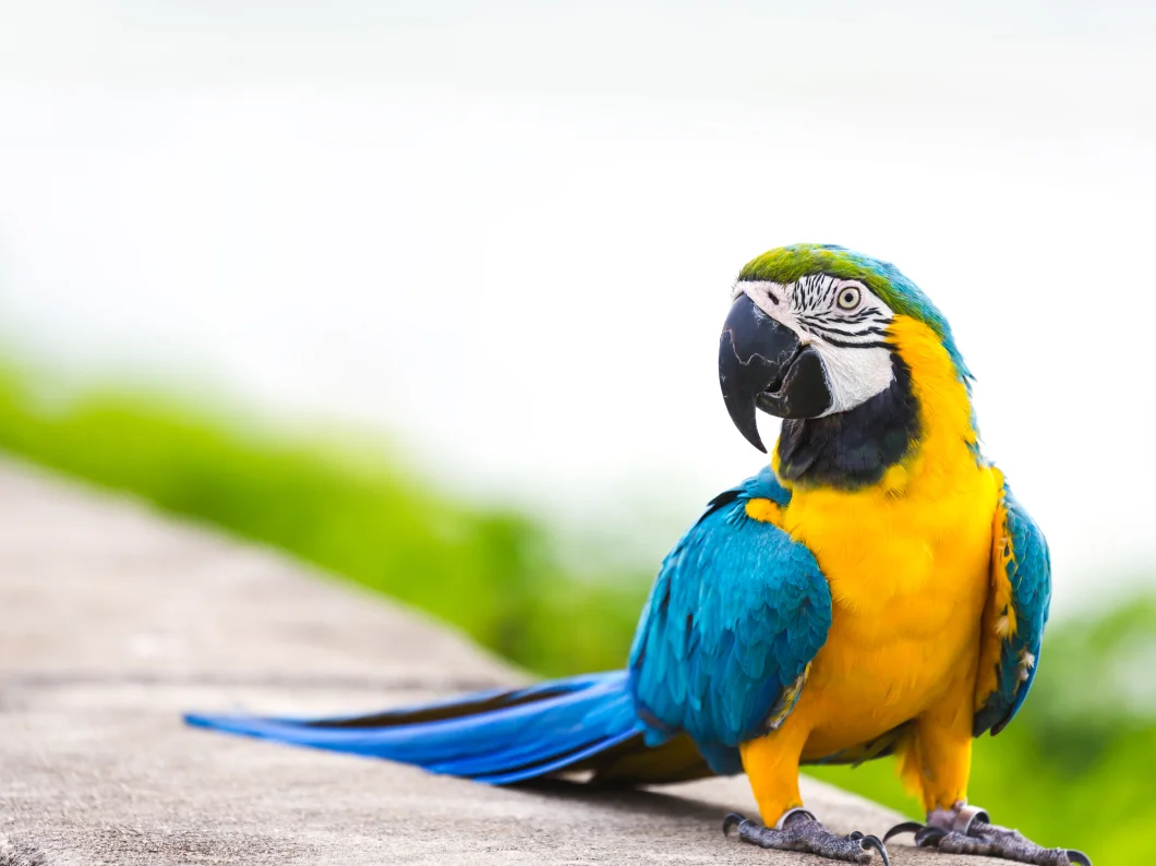 Faithful Companion | Raleigh, NC