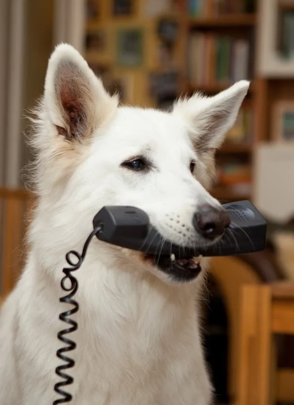 Tierarztpraxis Kujus