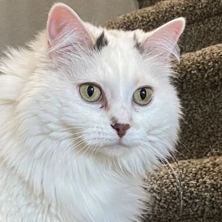 Priority Pet Sitting