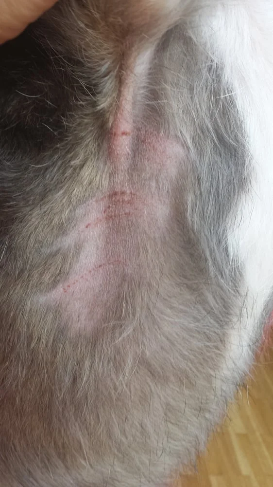 Kleintierklinik Dr. Thomas Graf