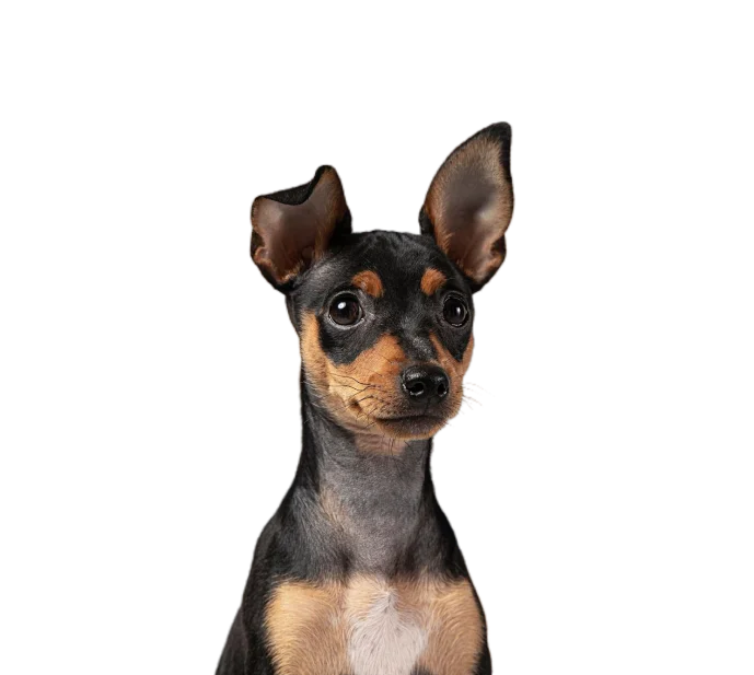 Mosaic Animal Emergency & Specialty Hospital