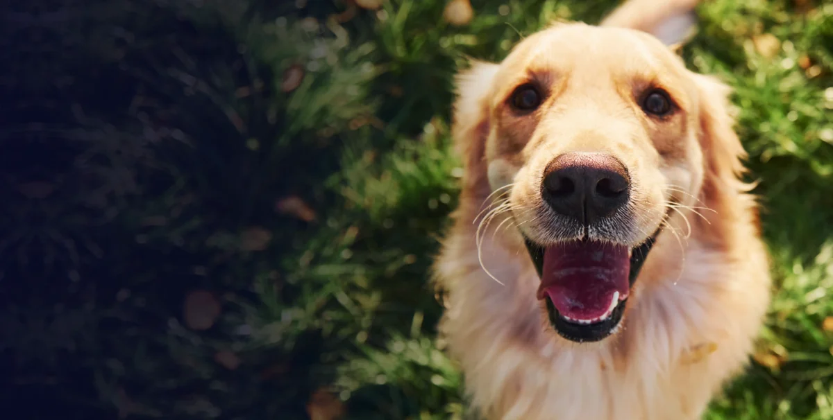 Harbor Animal Hospital