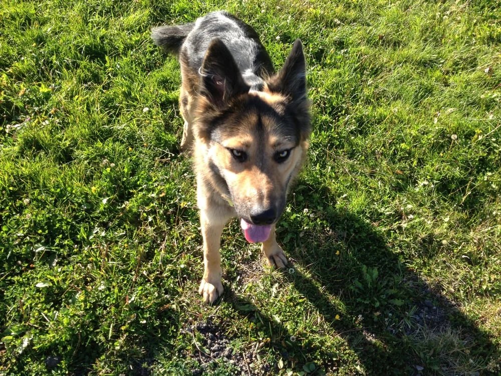 Gold Star Pet Services