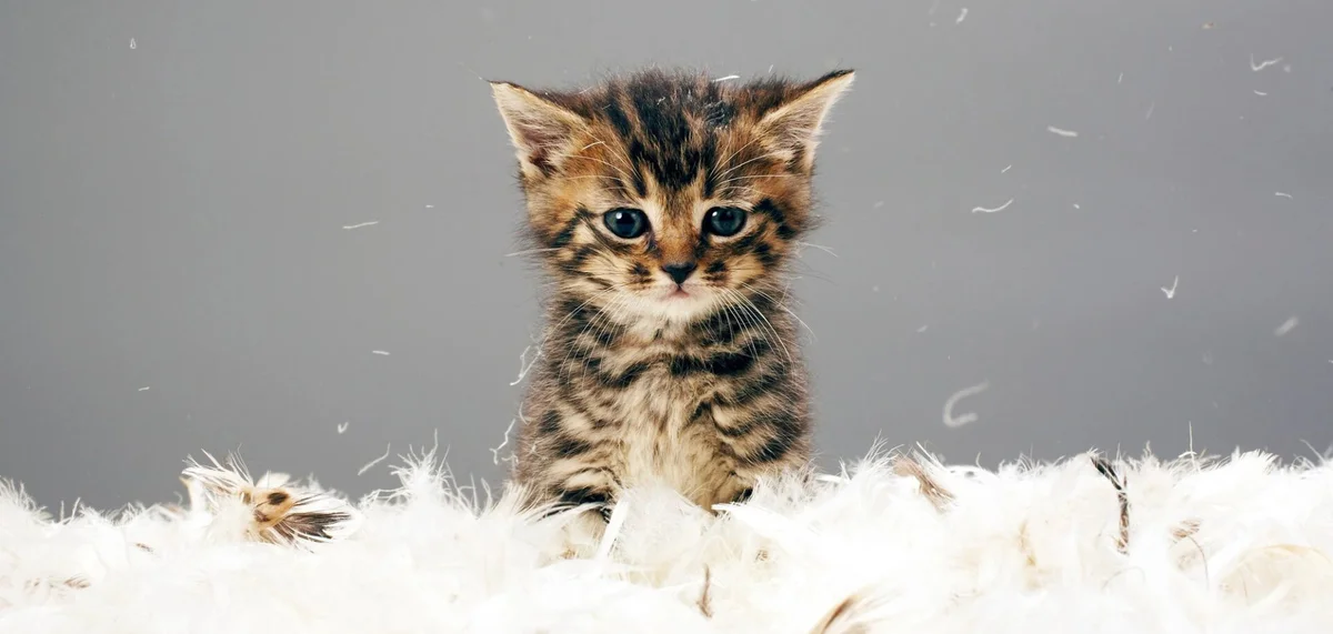 Alma Animal School Animal Hospital