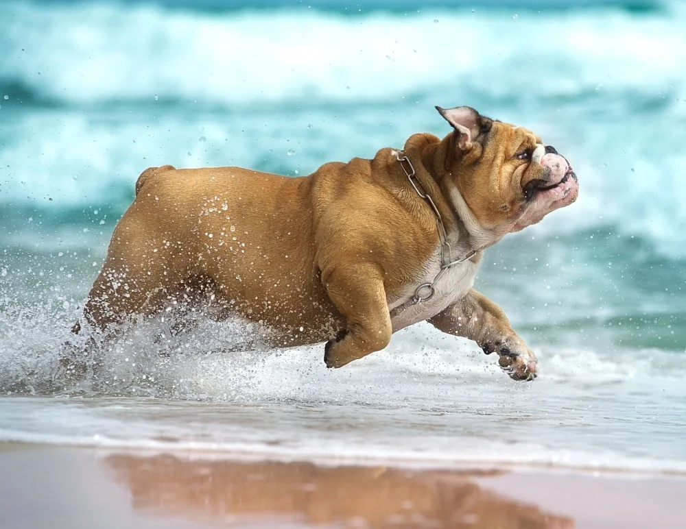 Torrance Companion Animal Hospital