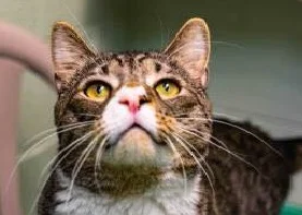 SPCA of Anne Arundel County