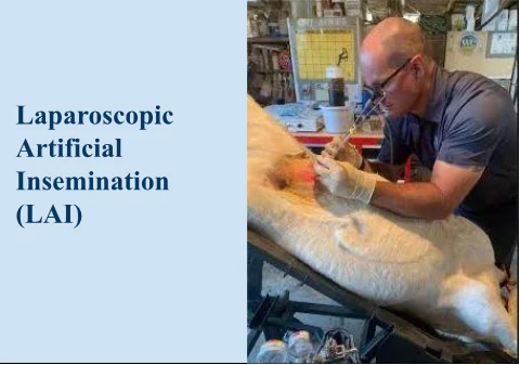 Mill Creek Veterinary Services