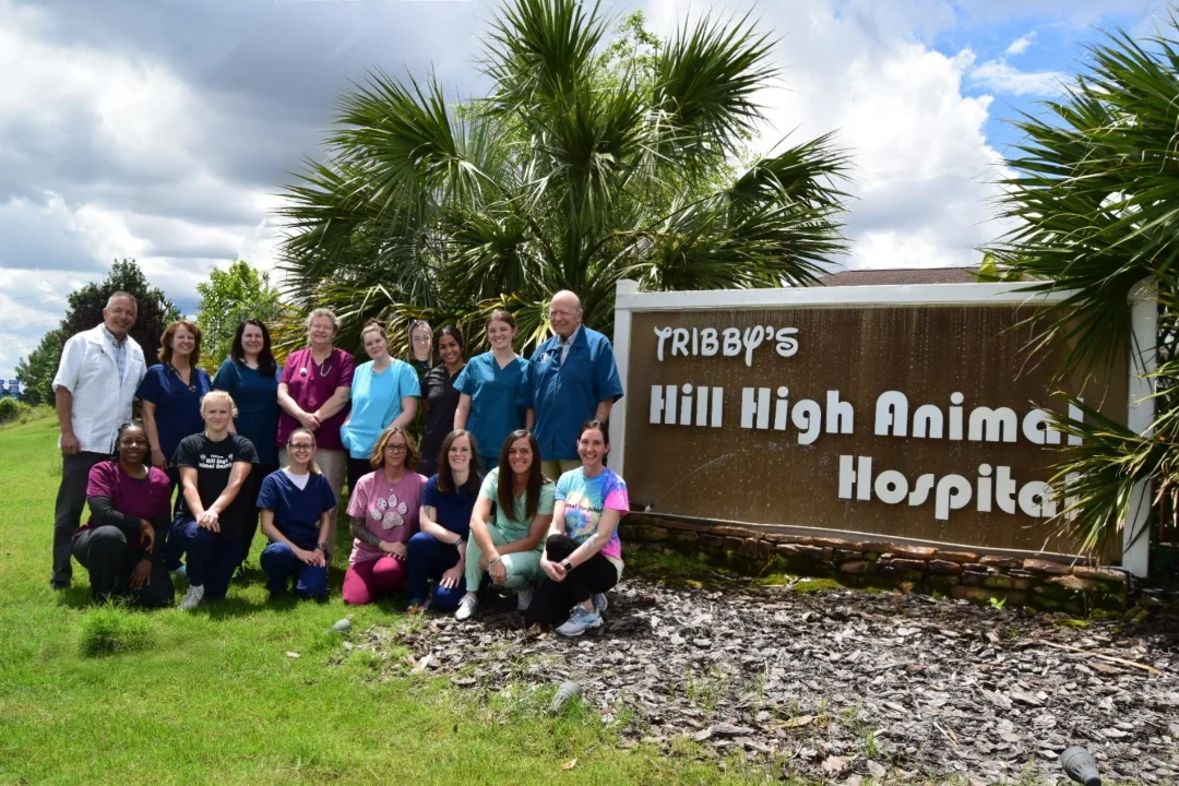 Hill High Animal Hospital