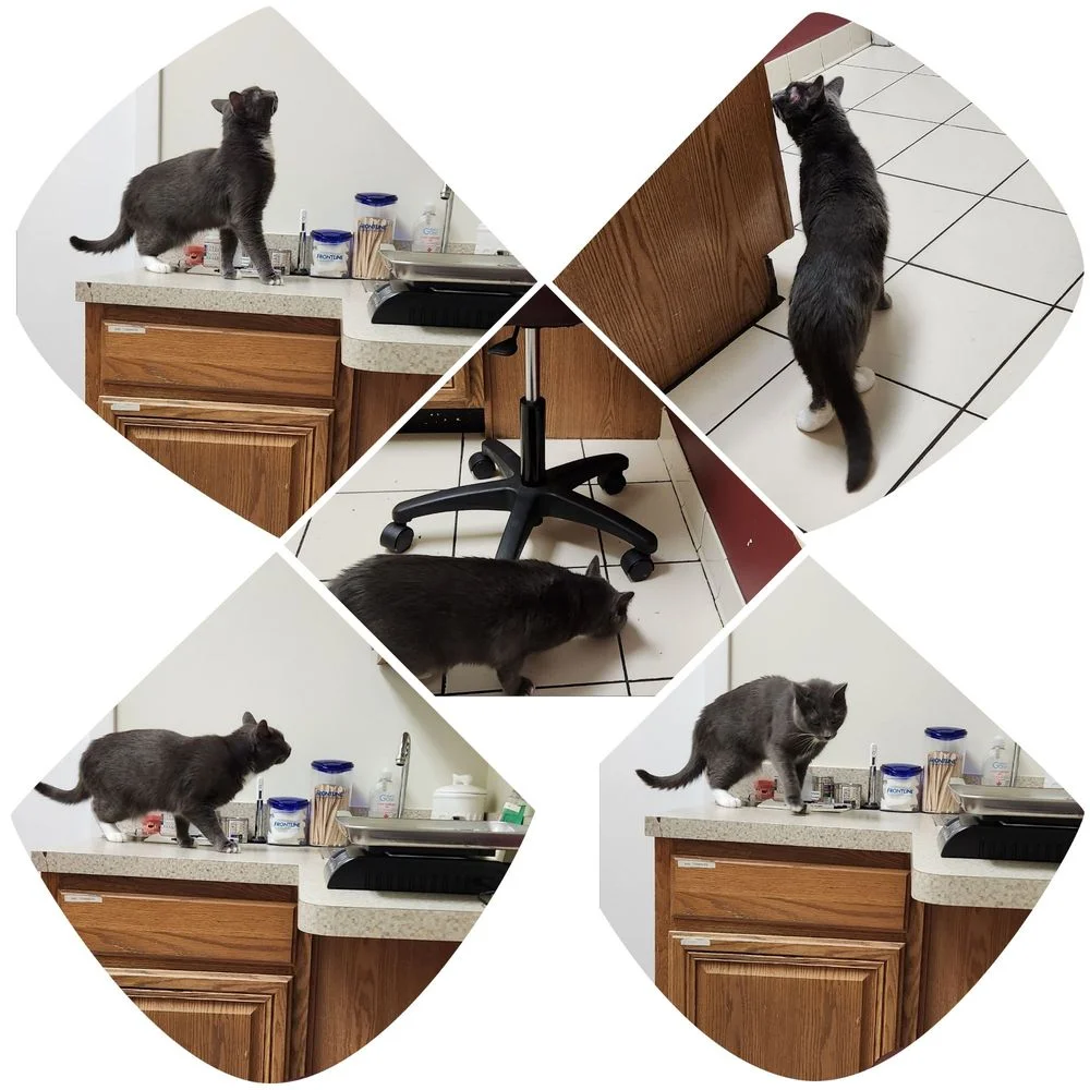 Annapolis Cat Hospital