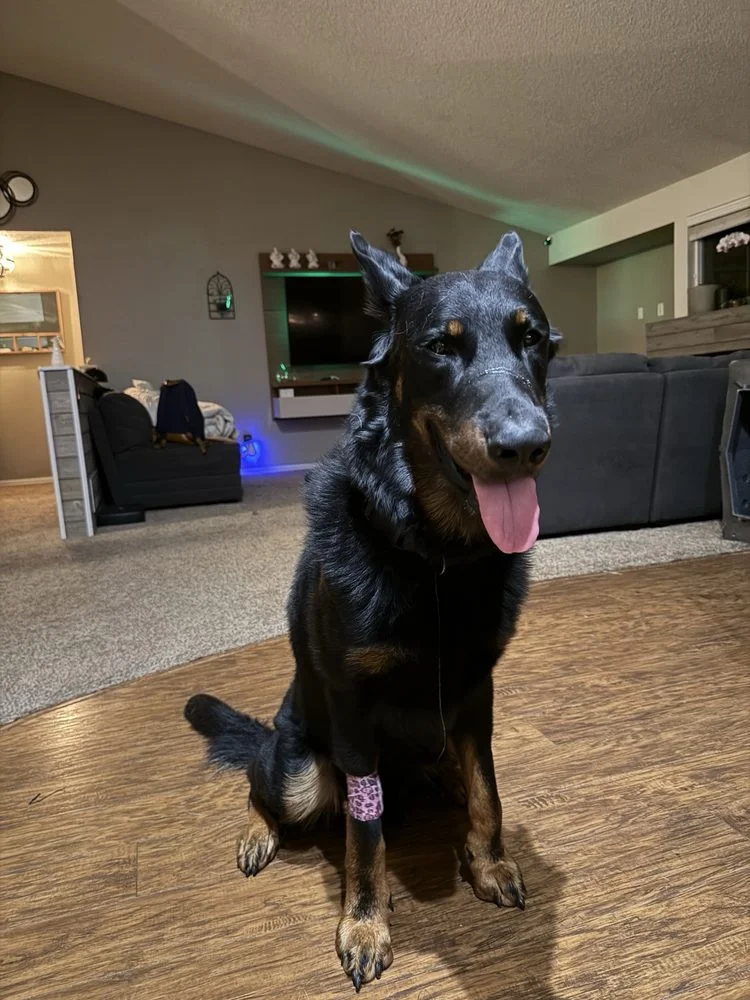 Northside Emergency Pet Clinic