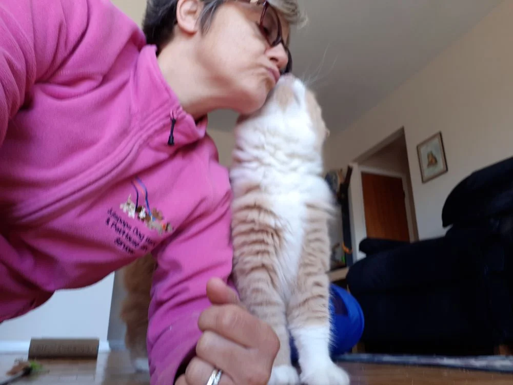 Julspops Dog Walking & Pet - House Sitting Services