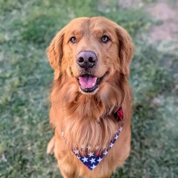 Desert Oasis Pet Retreat