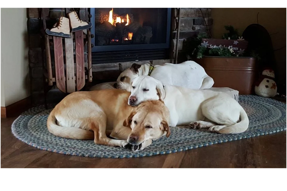 Tender Heart Pet Sitting