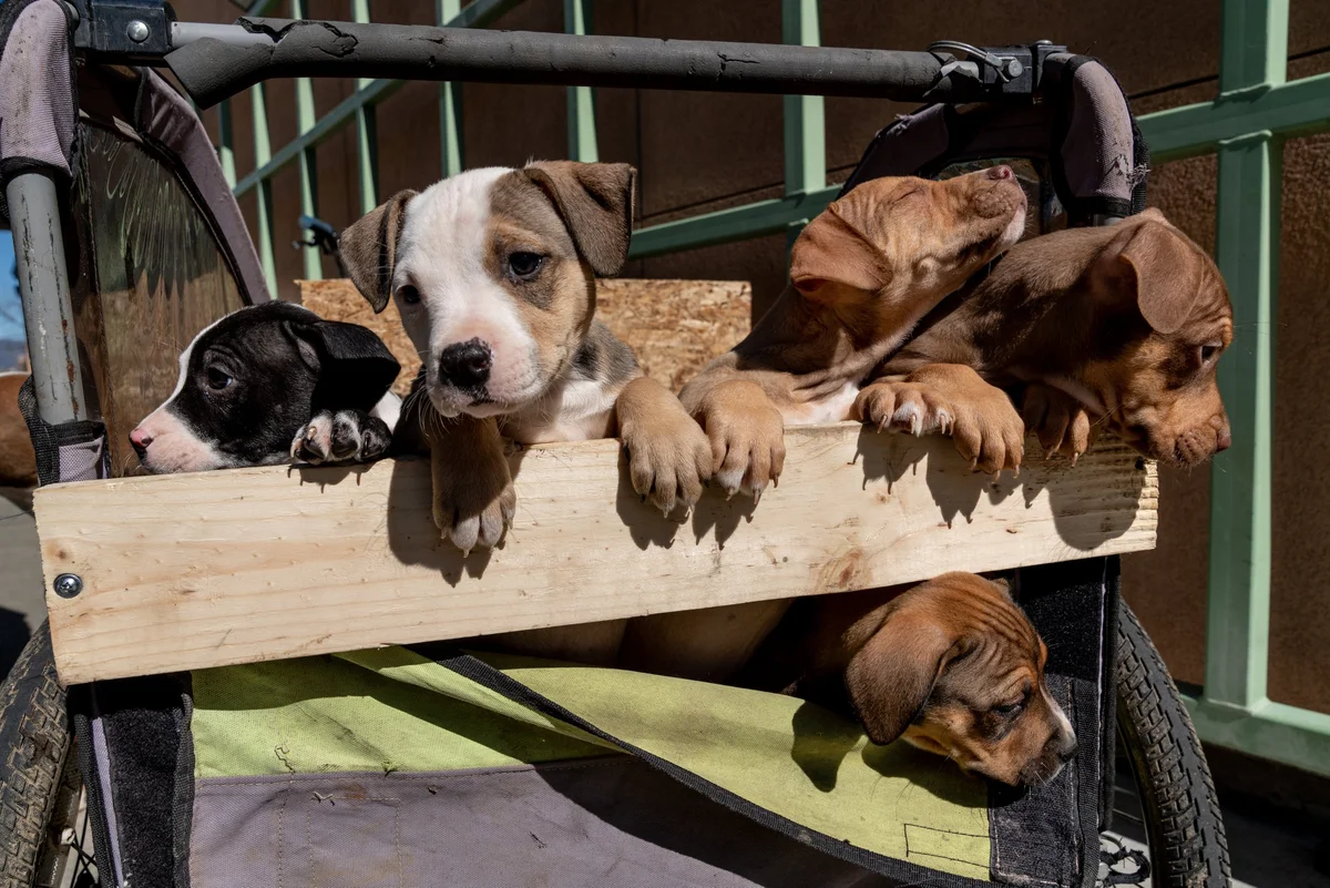 Maverick Veterinary Surgery Service