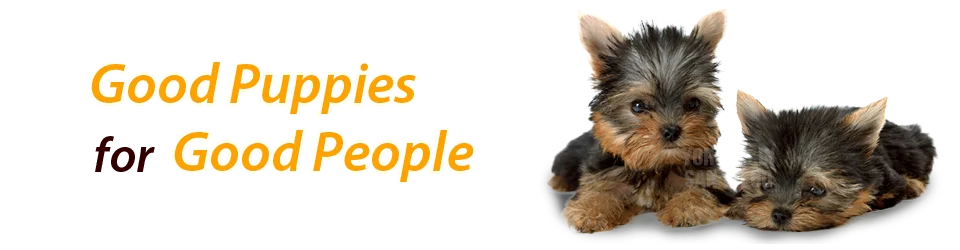 Yorkies In San Diego