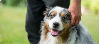 Truckee-Tahoe Pet Lodge