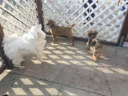 B-B's Dogboarding Service